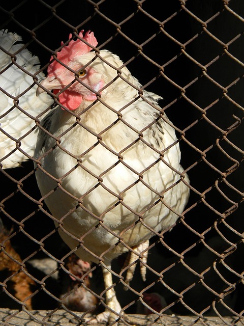 亚冠小组赛 亚冠小组赛